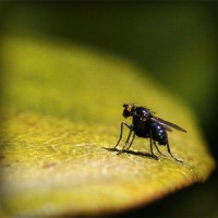/album/machete/photolia-a07-jpg/